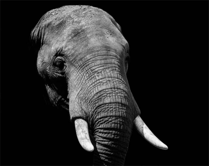 Featured image for “Seeing the Elephant”